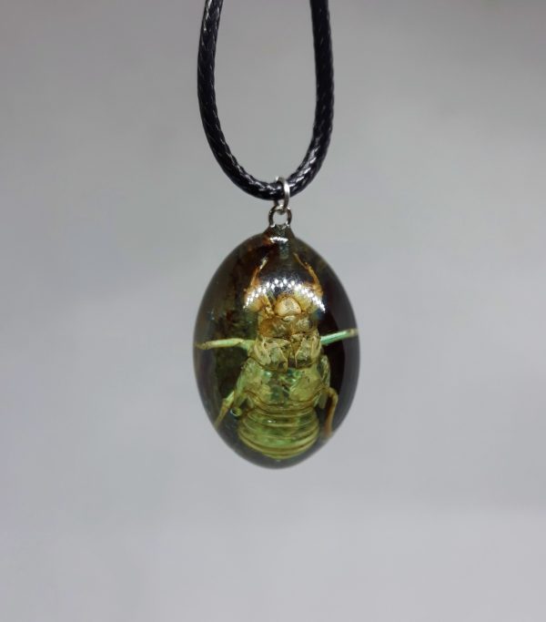 cicada - Image 3