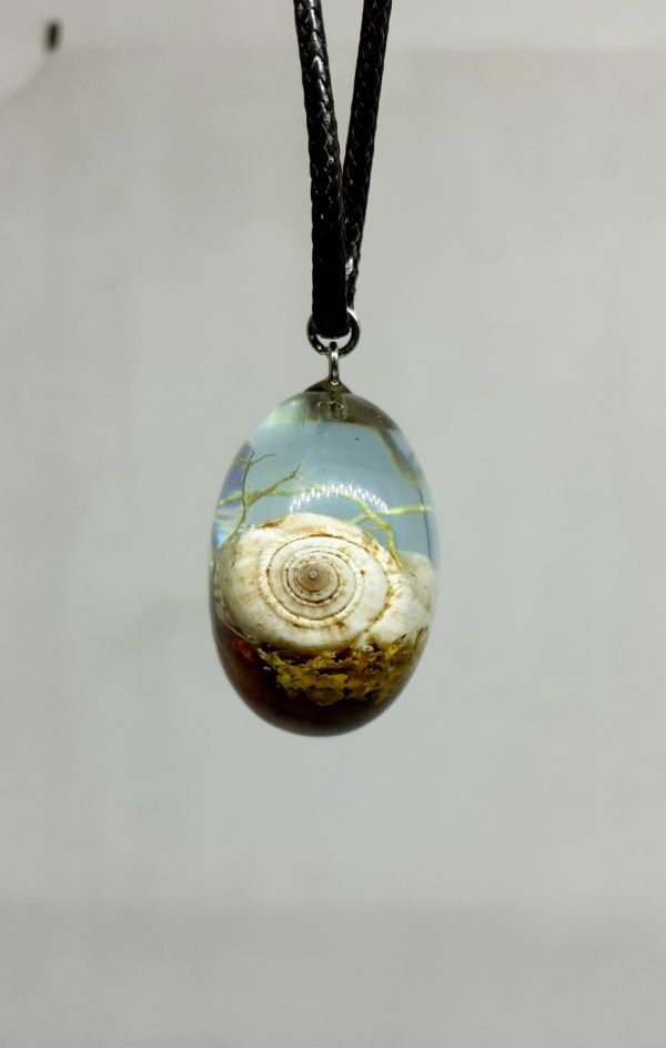 Strombus - Image 3